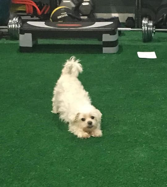 Coach Squirt doing downward facing dog on green turf in gym